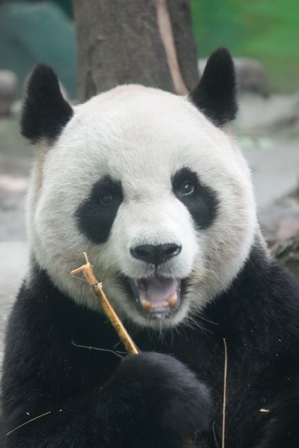 黄龙溪古镇:千年水码头的静谧时光