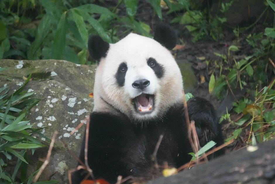 成都茶馆:偷得浮生半日闲